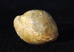 Sphaeroidothyris globisphaeroidalis (BUCKMAN 1914) - Bild © FossNet FossilienStore